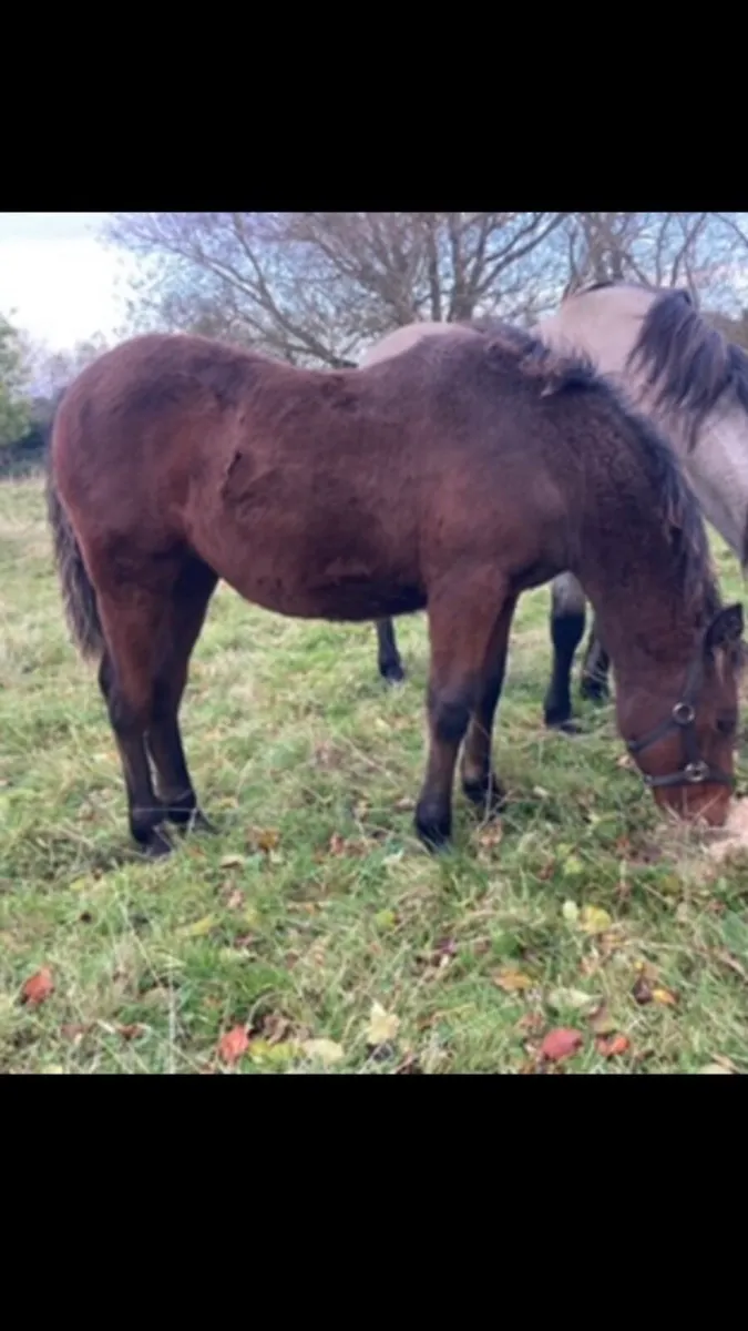 Connemara filly lot 654 clifden sales - Image 2