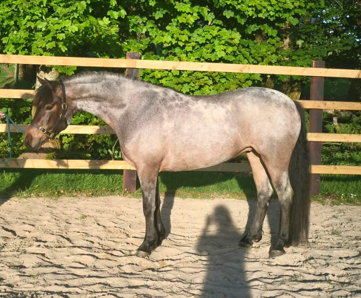 Connemara Filly - Image 1