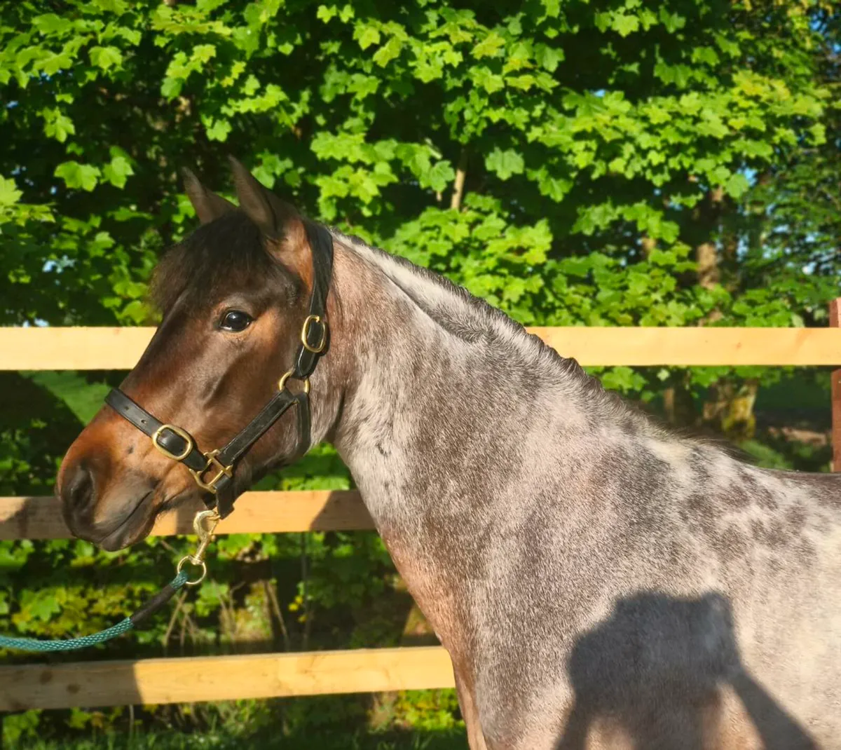Connemara Filly - Image 2