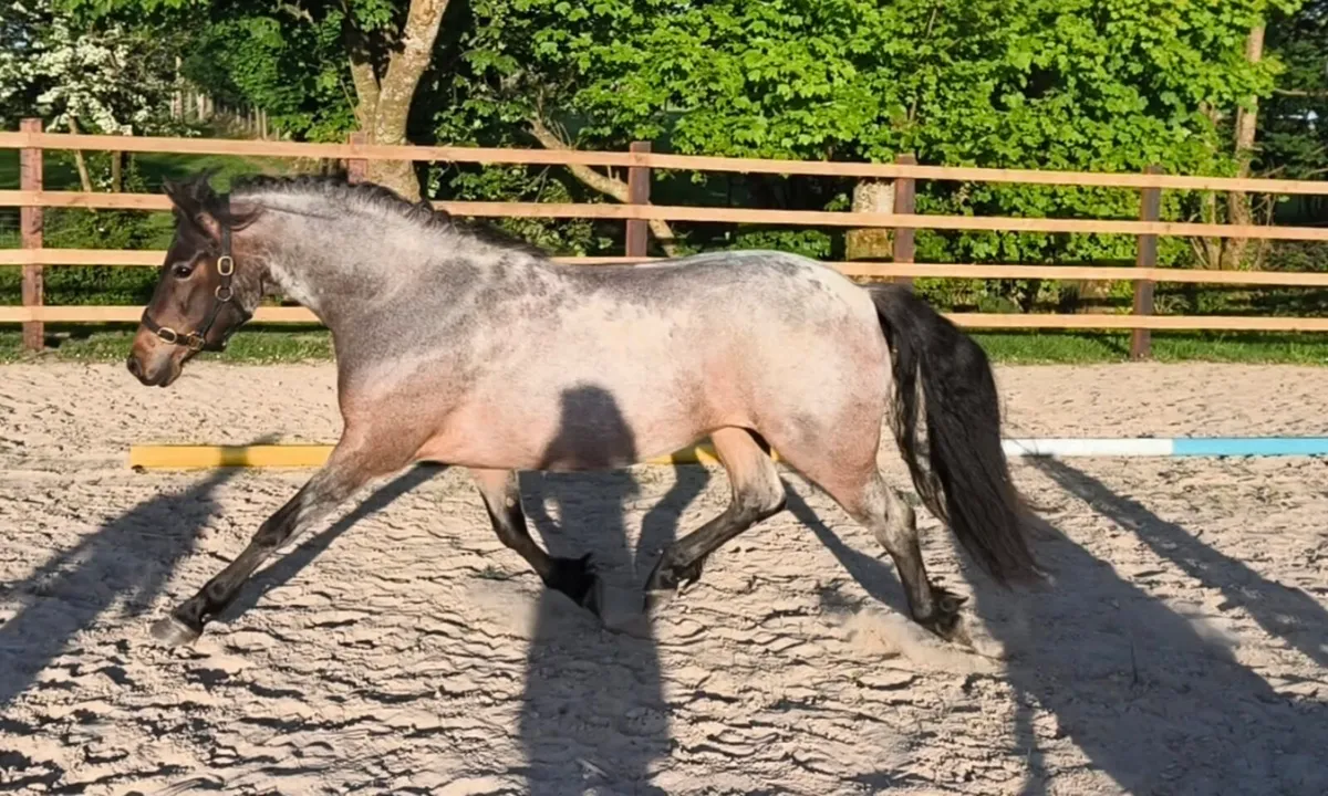 Connemara Filly - Image 3