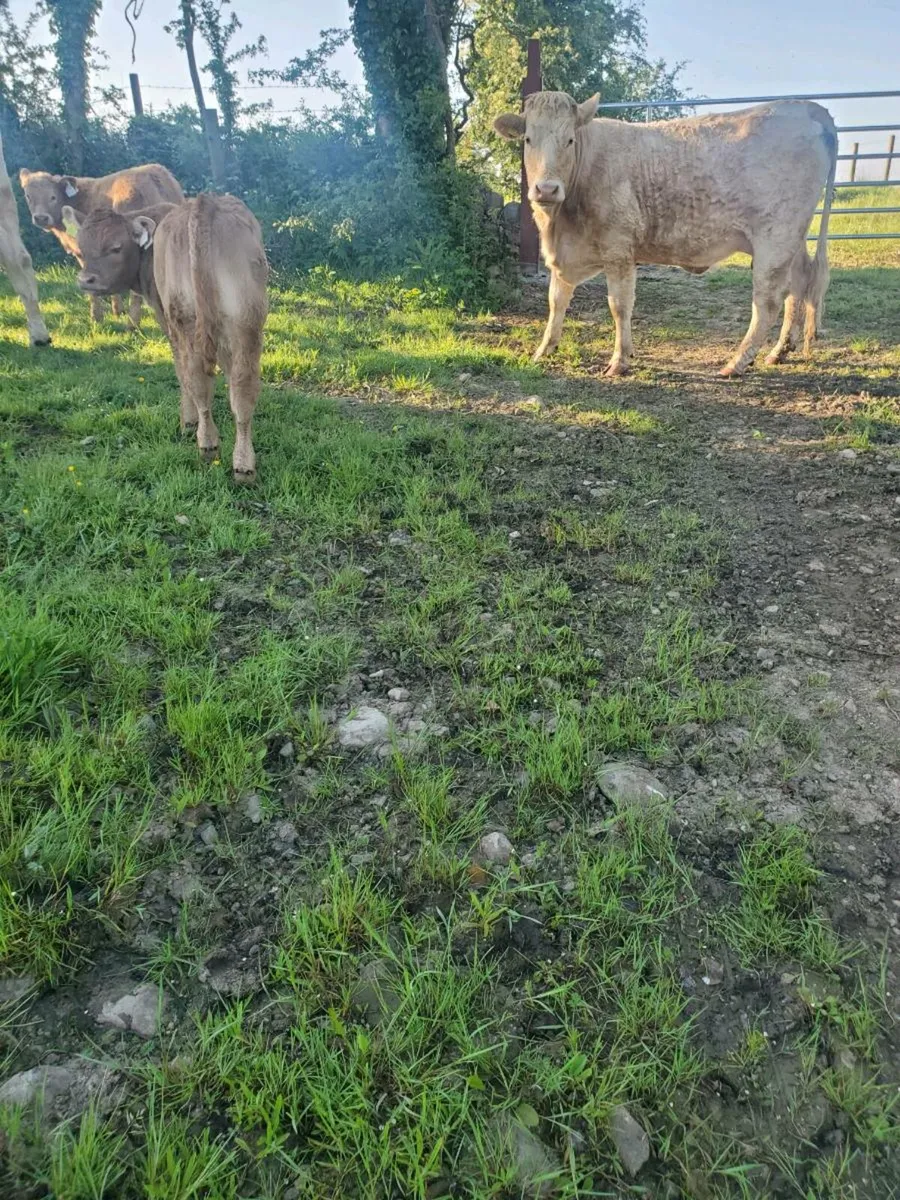 Heifers - Image 4