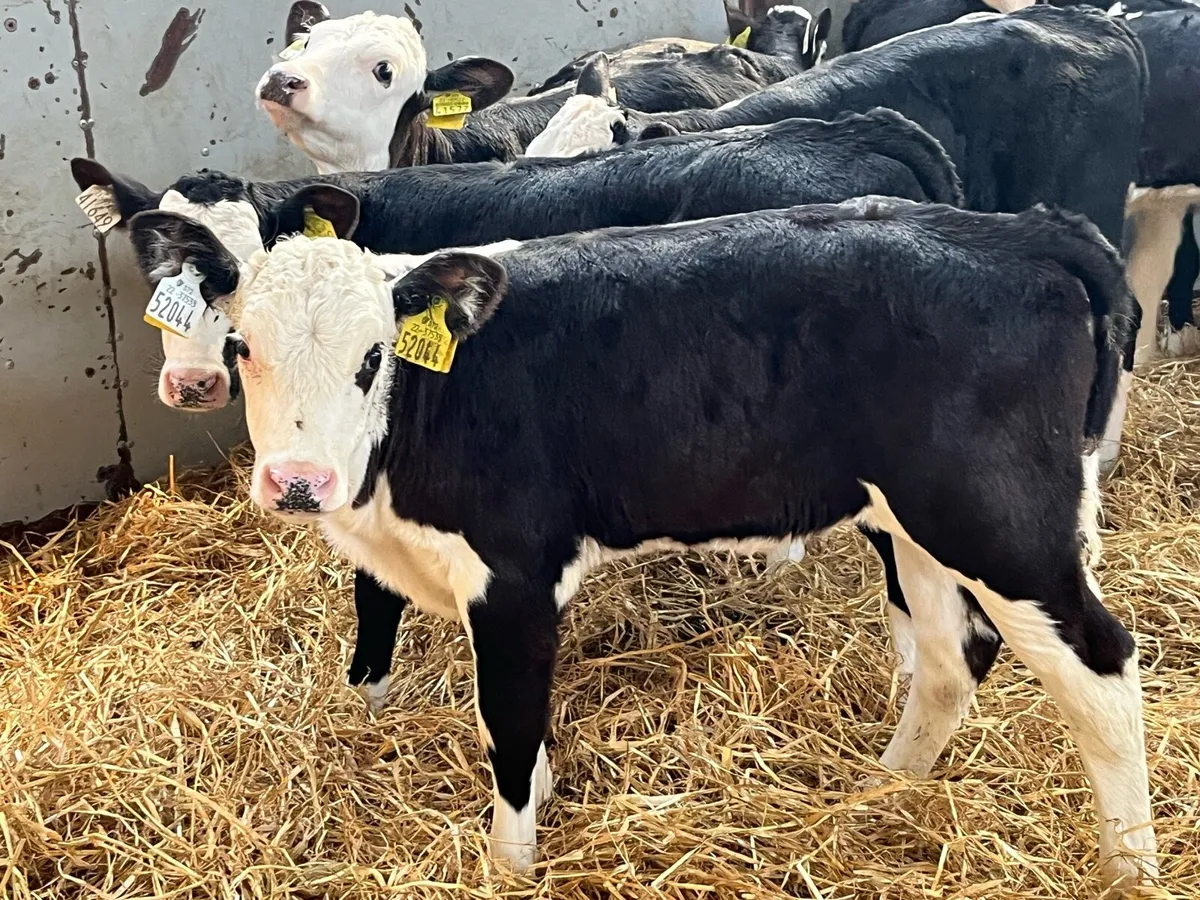 Selection of Hereford Heifer Calves - Image 1