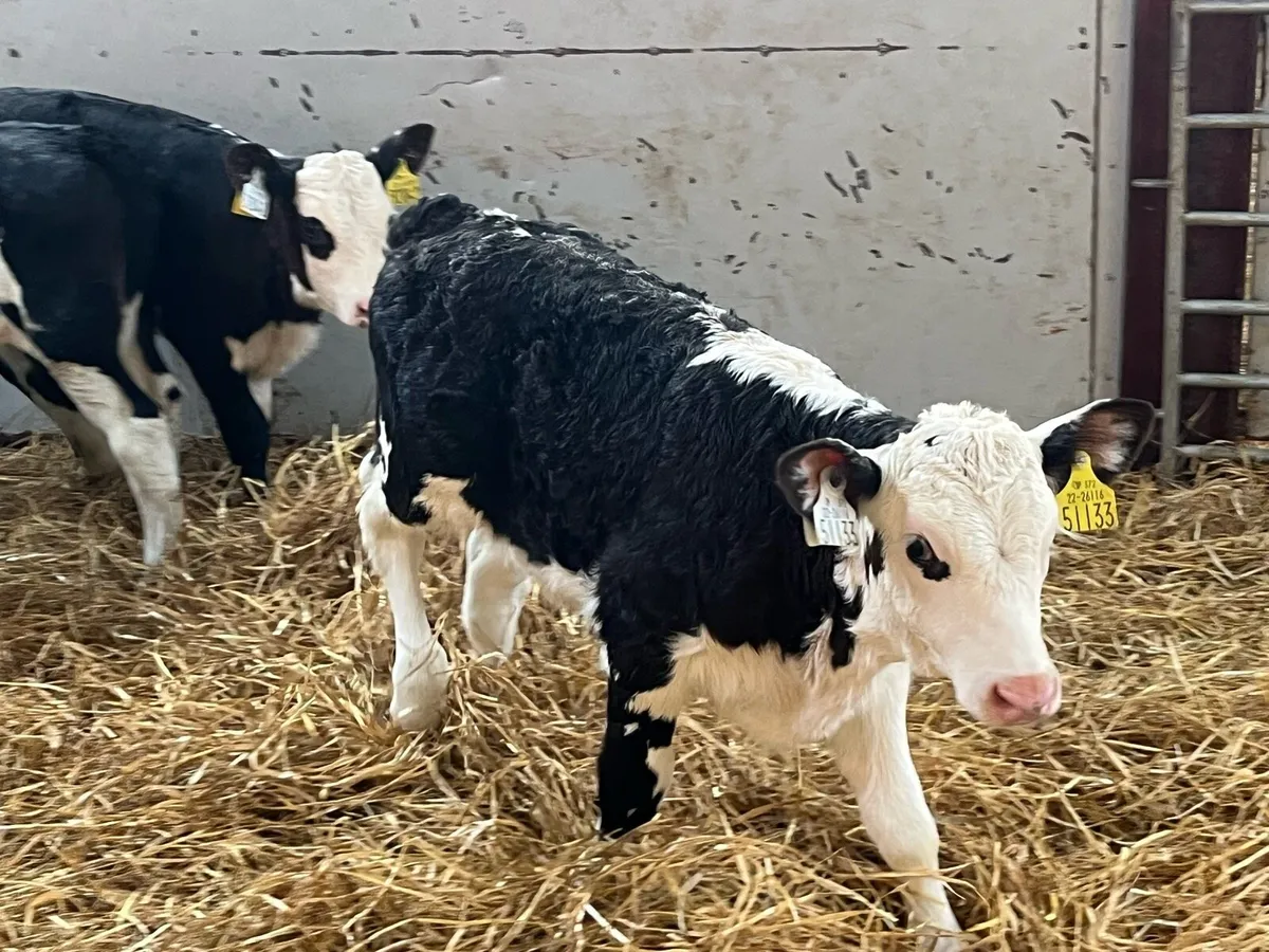 Selection of Hereford Heifer Calves - Image 2