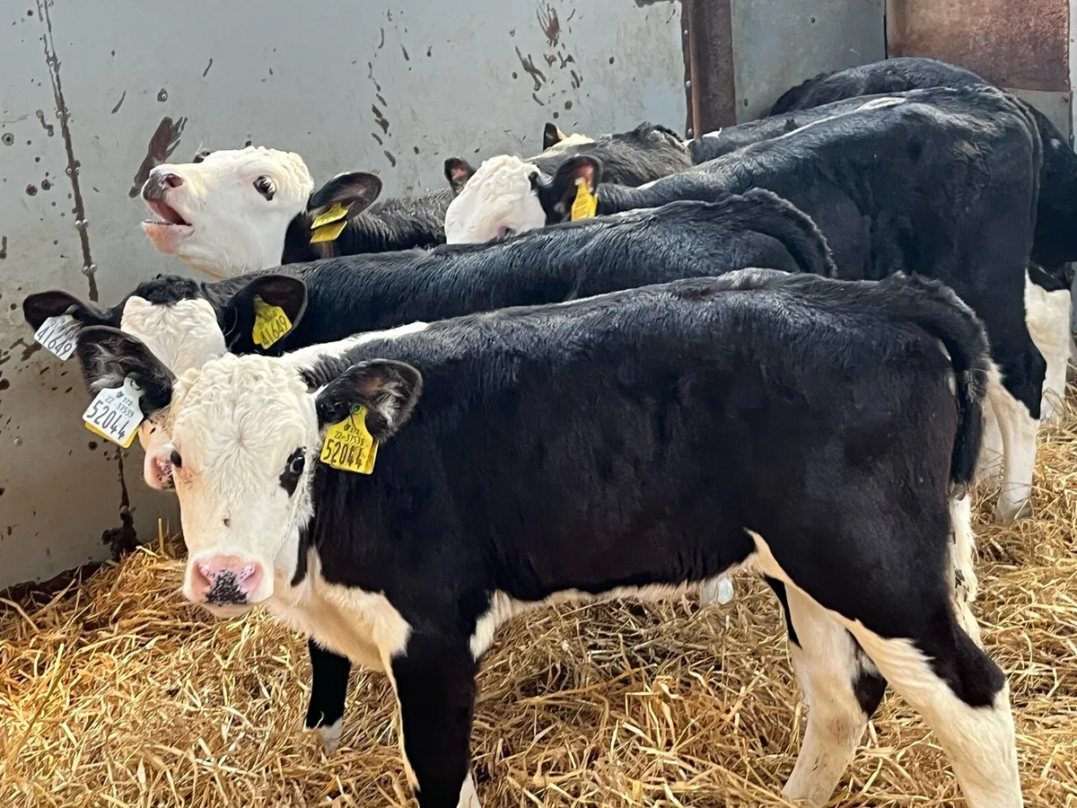 Selection of Hereford Heifer Calves - Image 3
