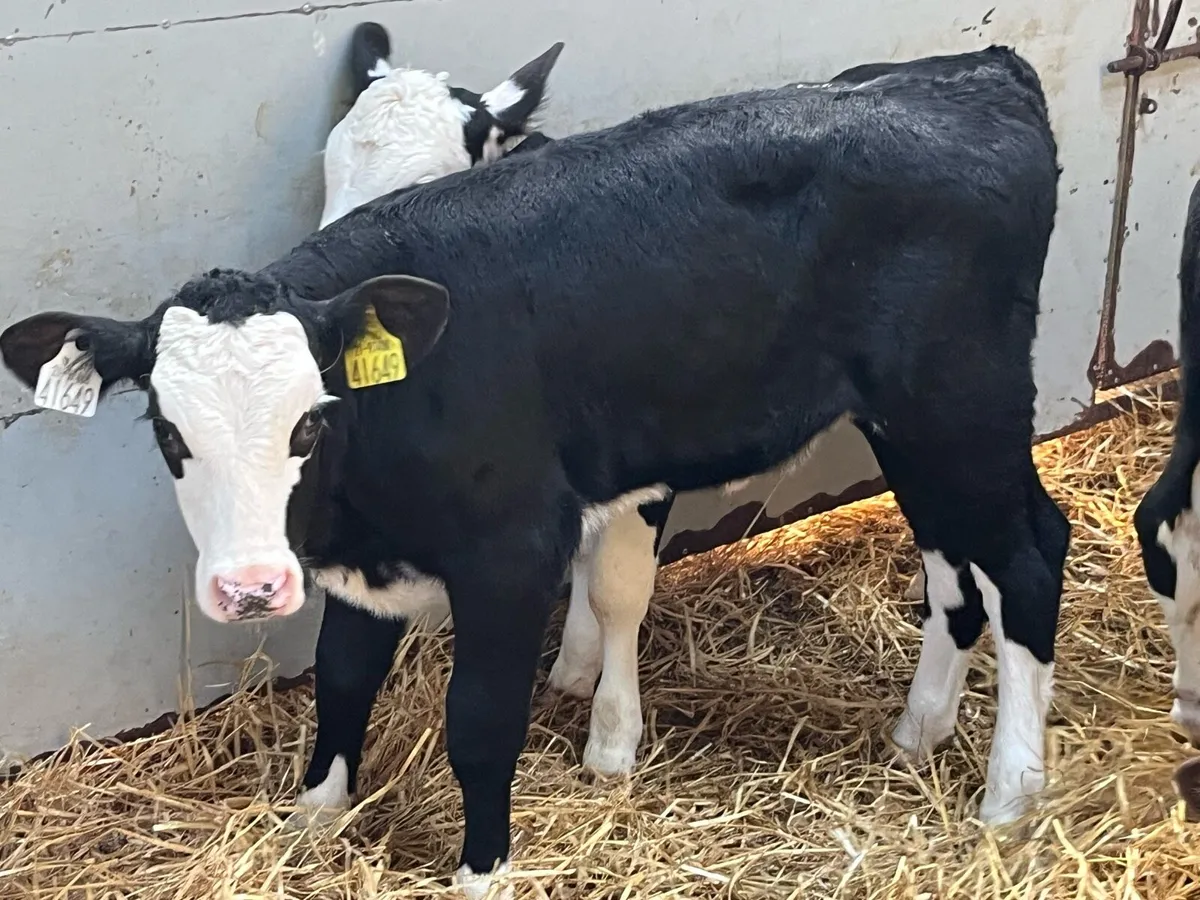Selection of Hereford Heifer Calves - Image 4