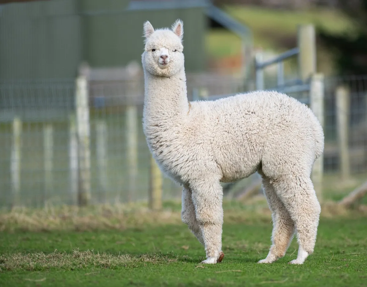 Alpacas - Image 2