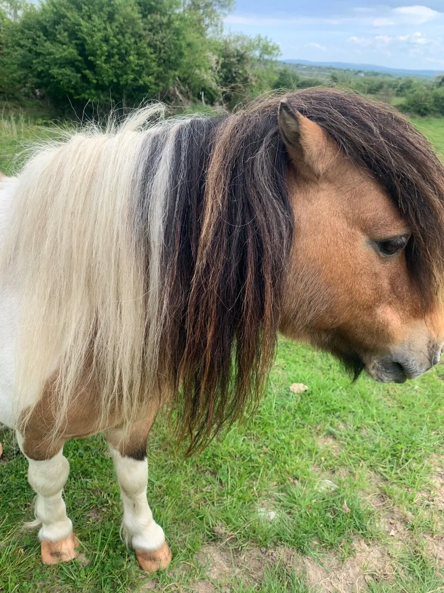 Miniature pony - Image 2