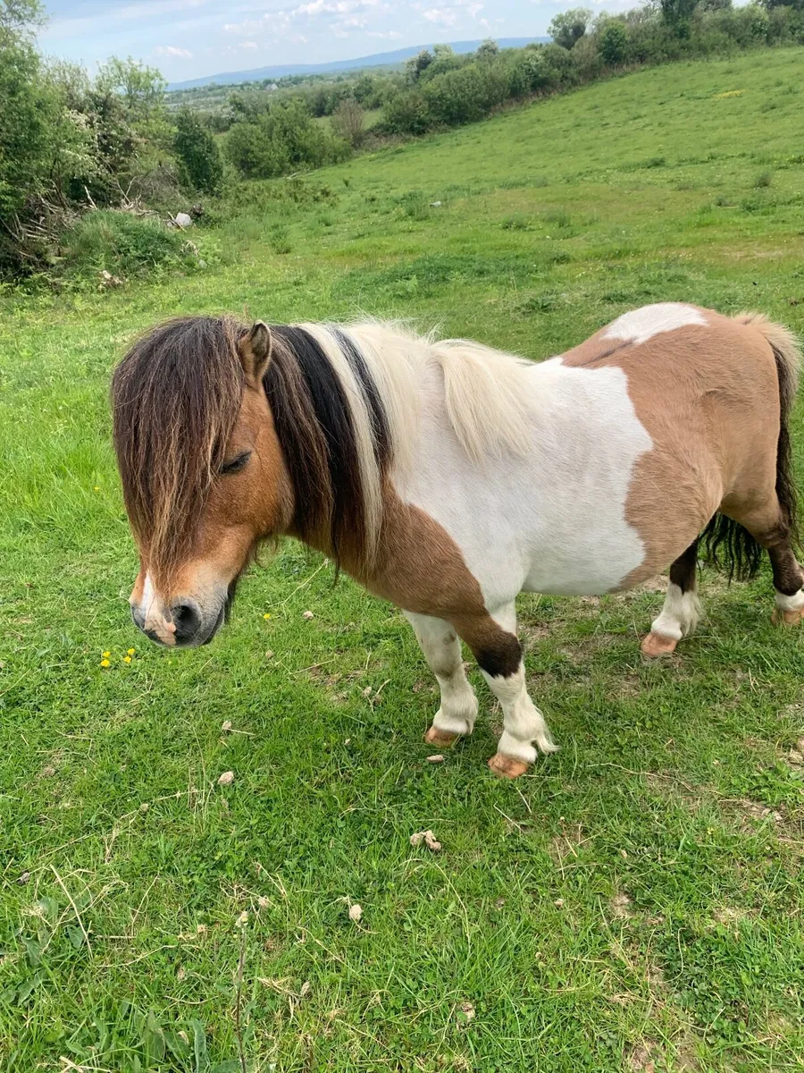 Miniature pony - Image 3