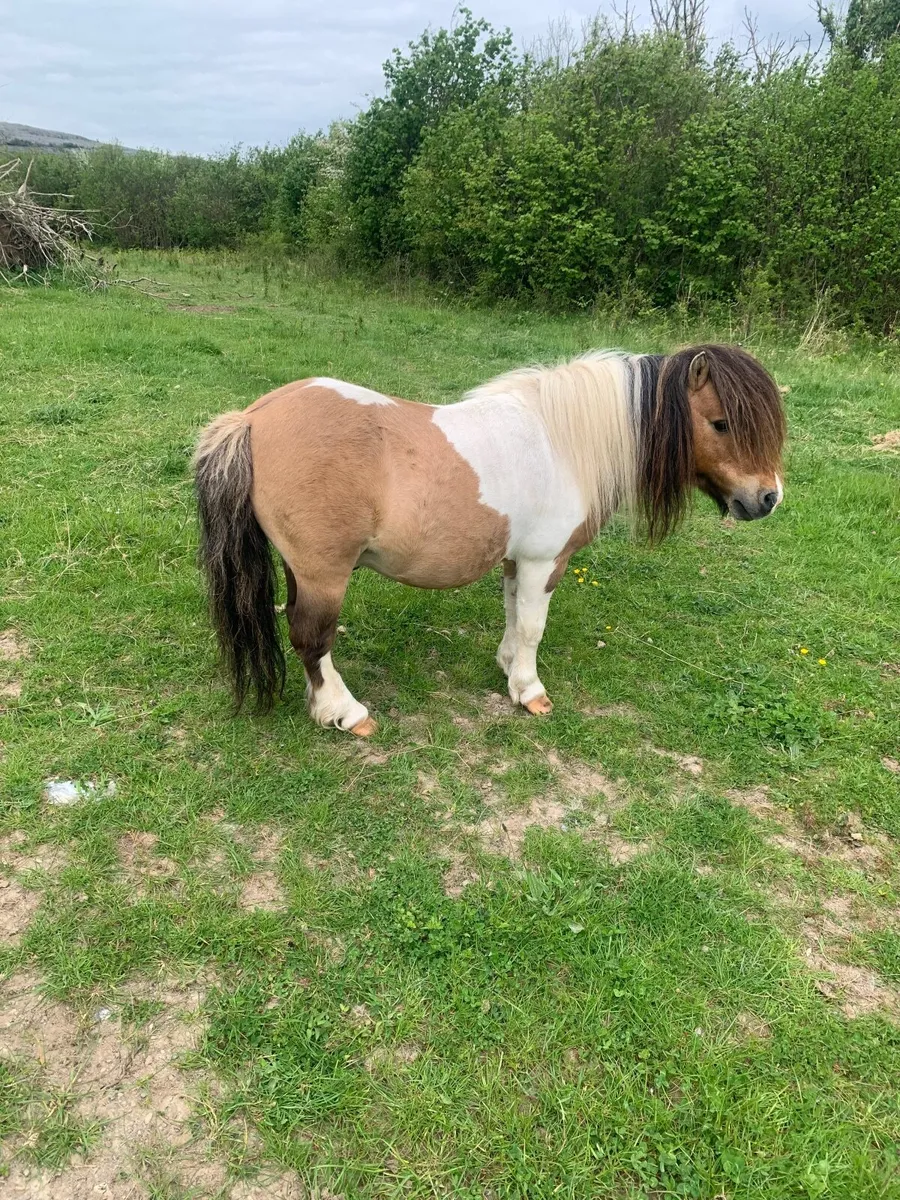 Miniature pony - Image 4