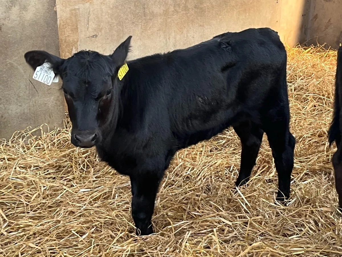 Super AA Heifer Calves - Image 2