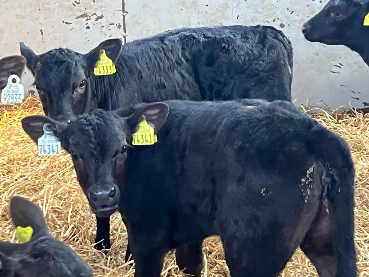 Super AA Heifer Calves - Image 3