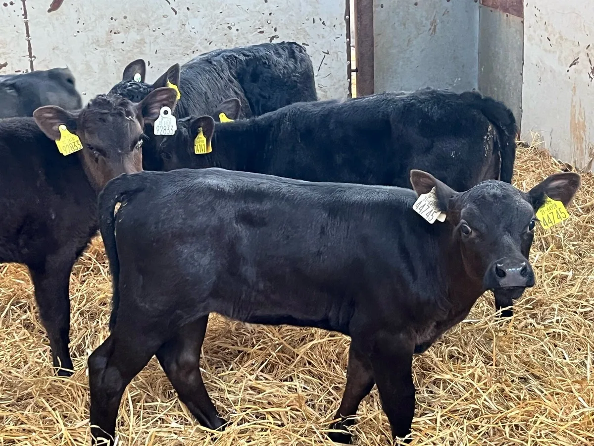 Super AA Heifer Calves - Image 4