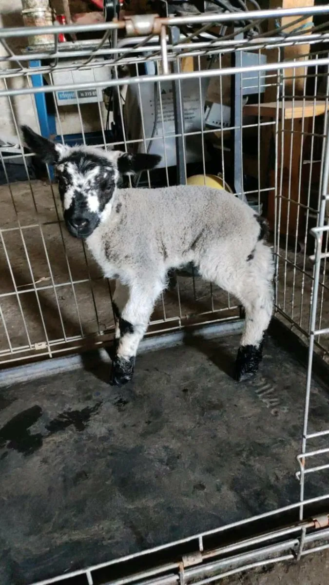 Foster lamb
