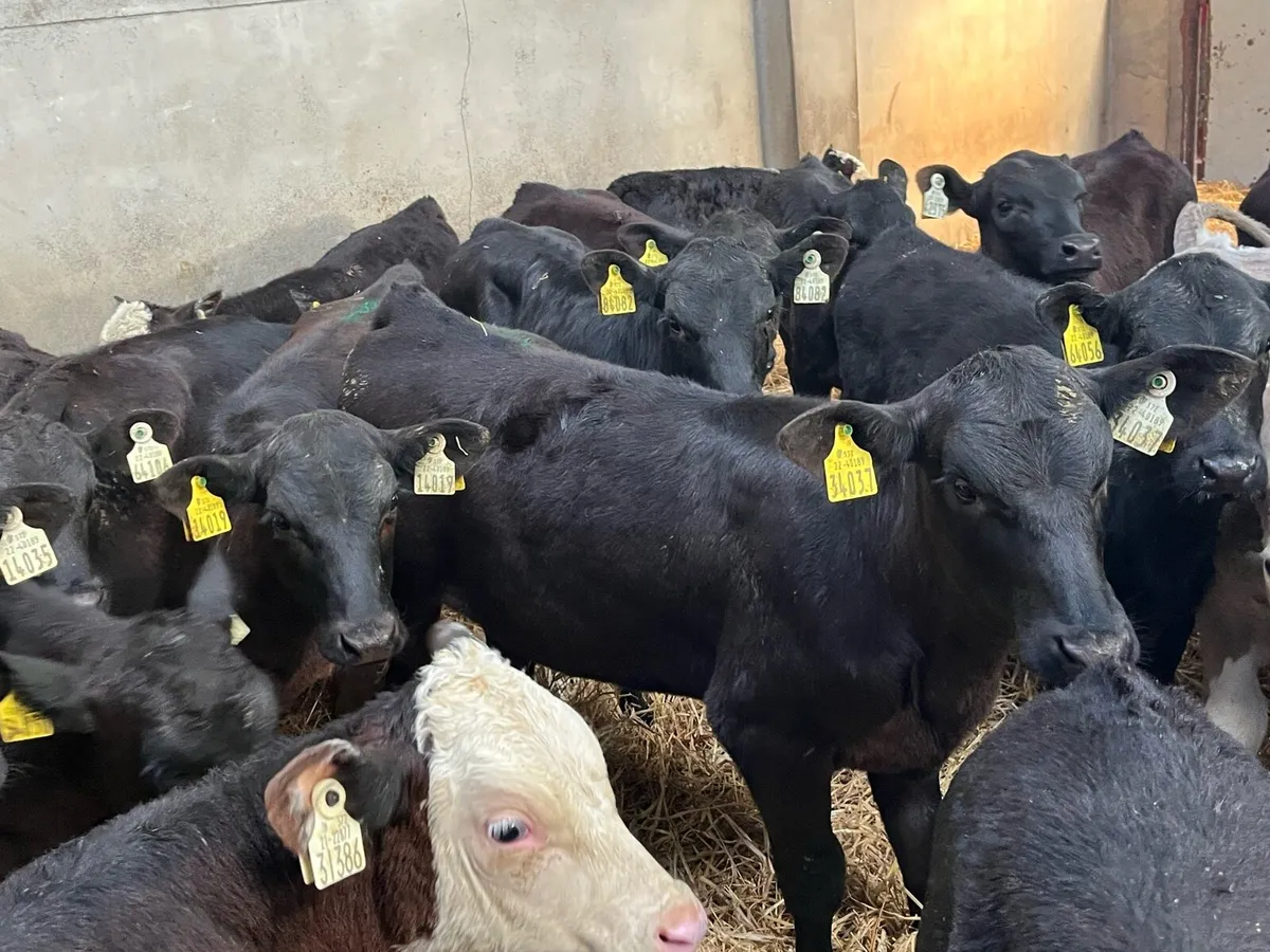 Super Hereford & Angus Heifer Grass Calves - Image 1