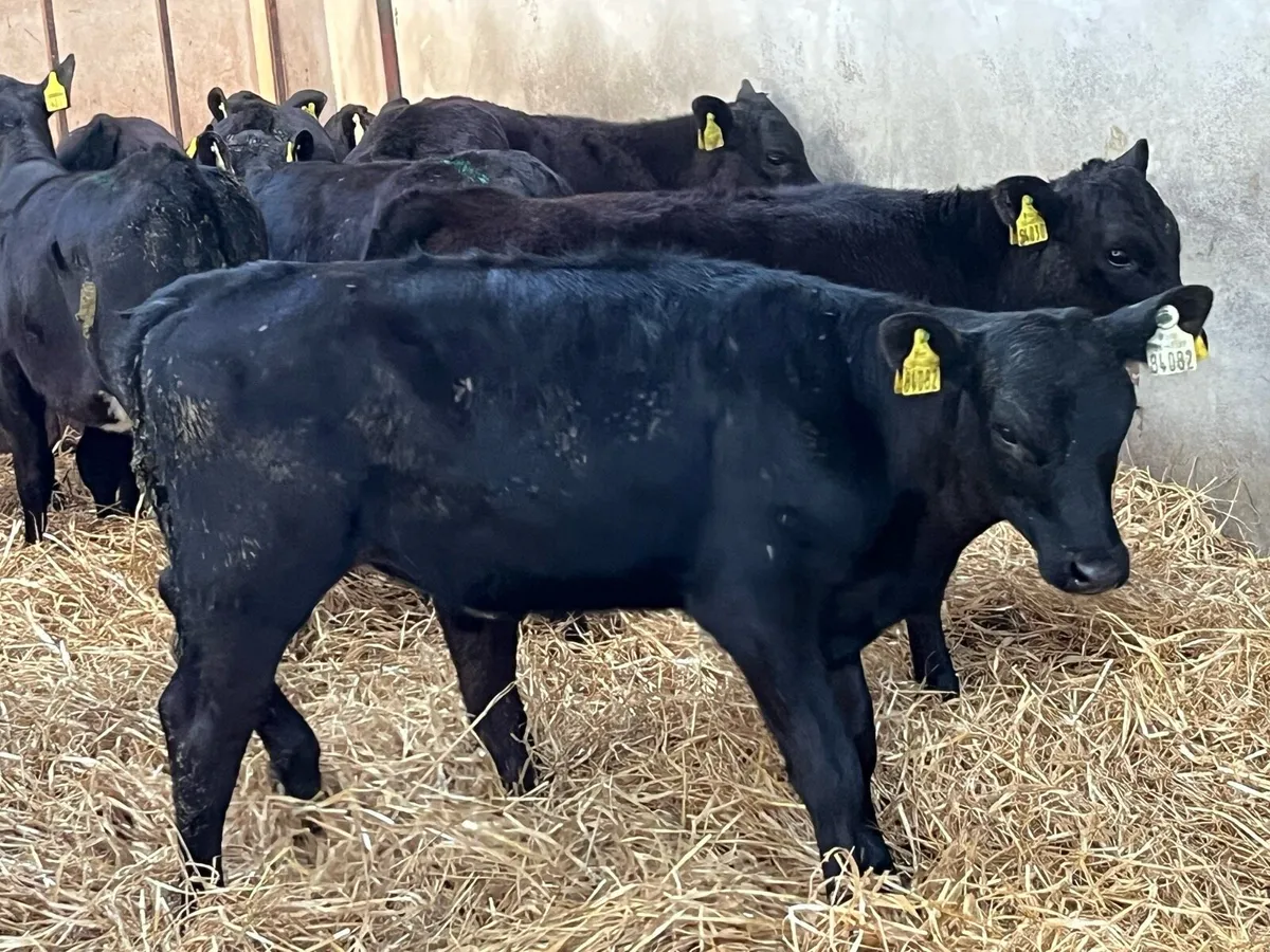 Super Hereford & Angus Heifer Grass Calves - Image 2