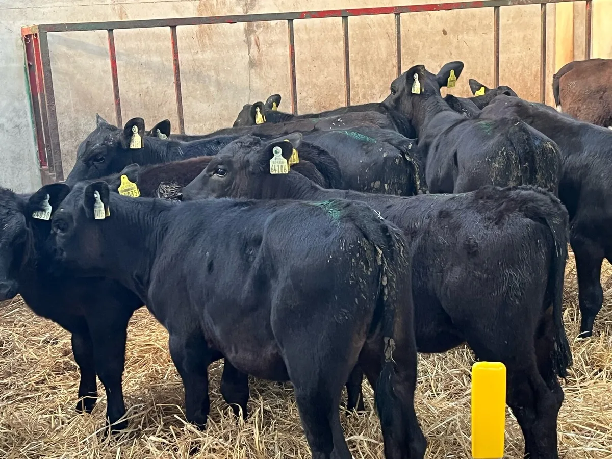 Super Hereford & Angus Heifer Grass Calves - Image 3