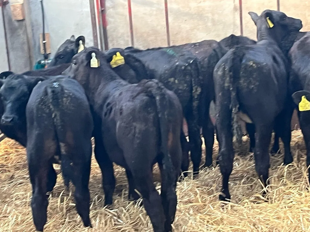 Super Hereford & Angus Heifer Grass Calves - Image 4