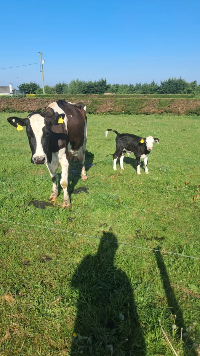 Friasian  cow - Image 1