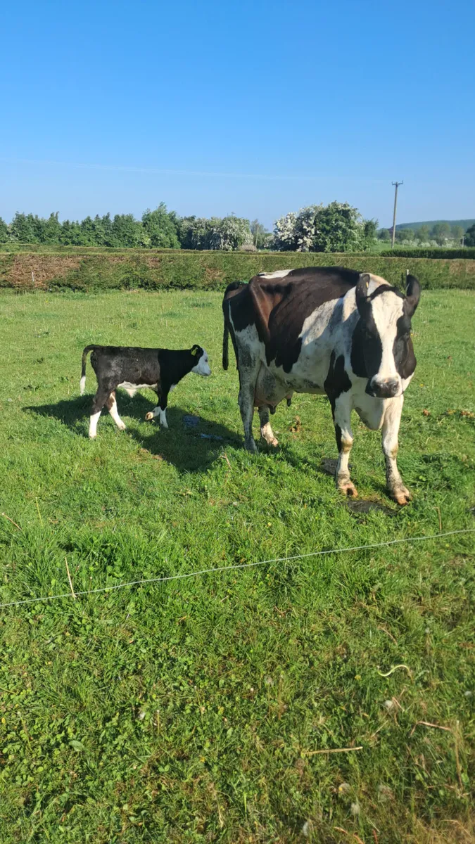 Friasian  cow - Image 2
