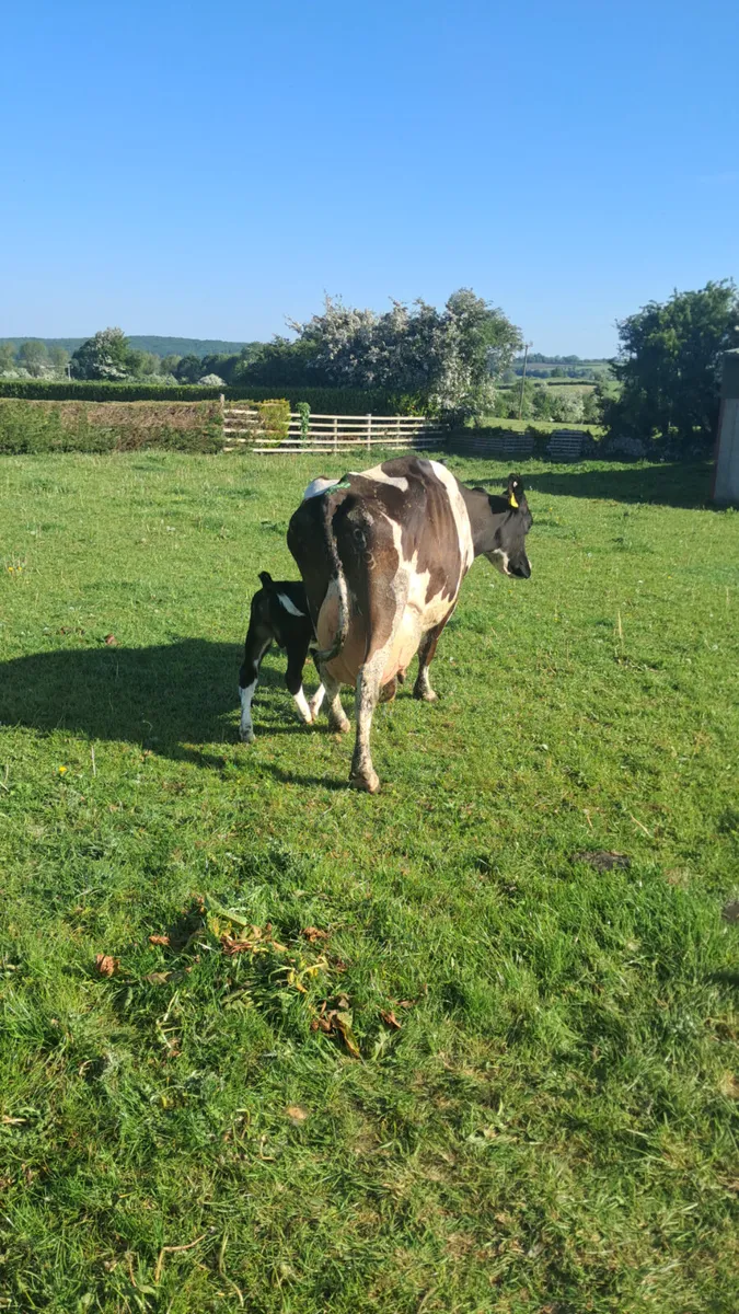 Friasian  cow - Image 3