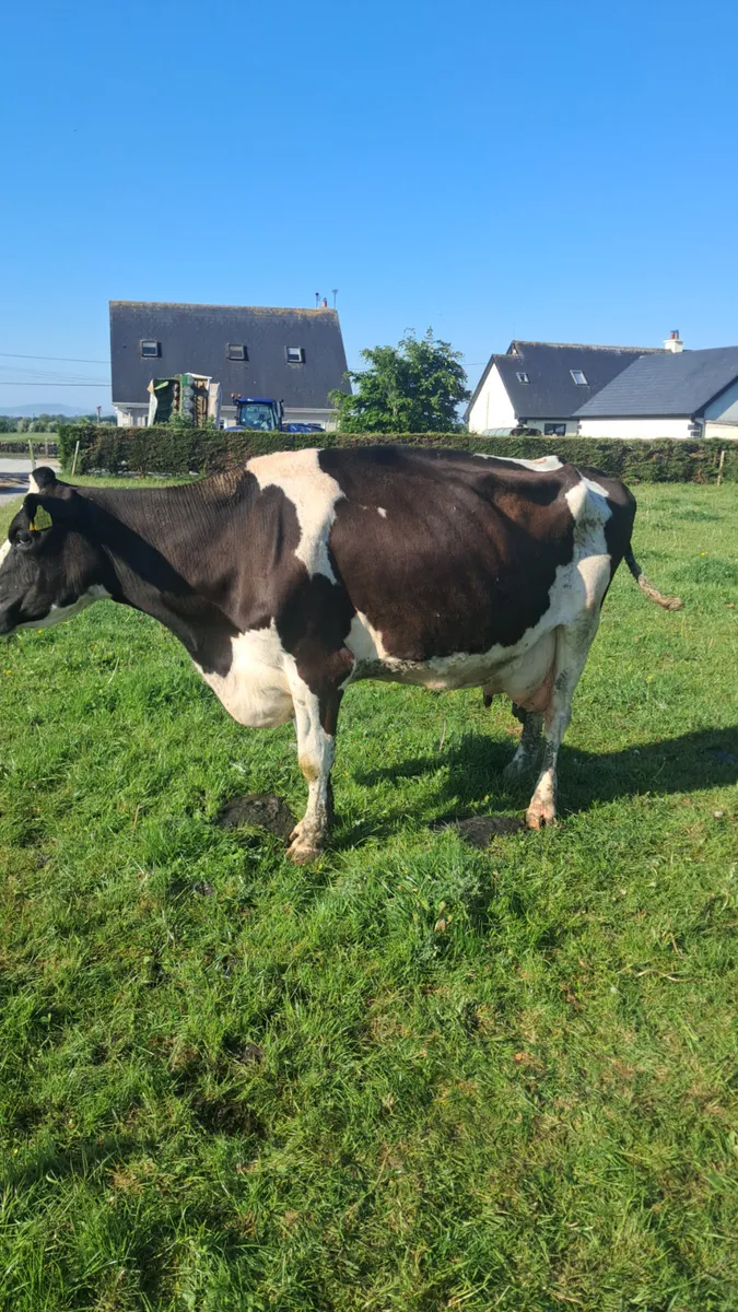 Friasian  cow - Image 4