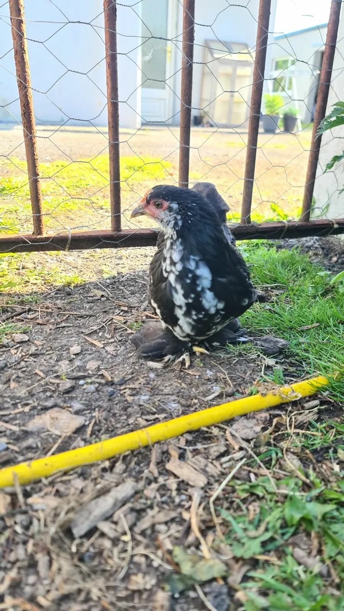 Pekin Bantam Chicks - Image 2