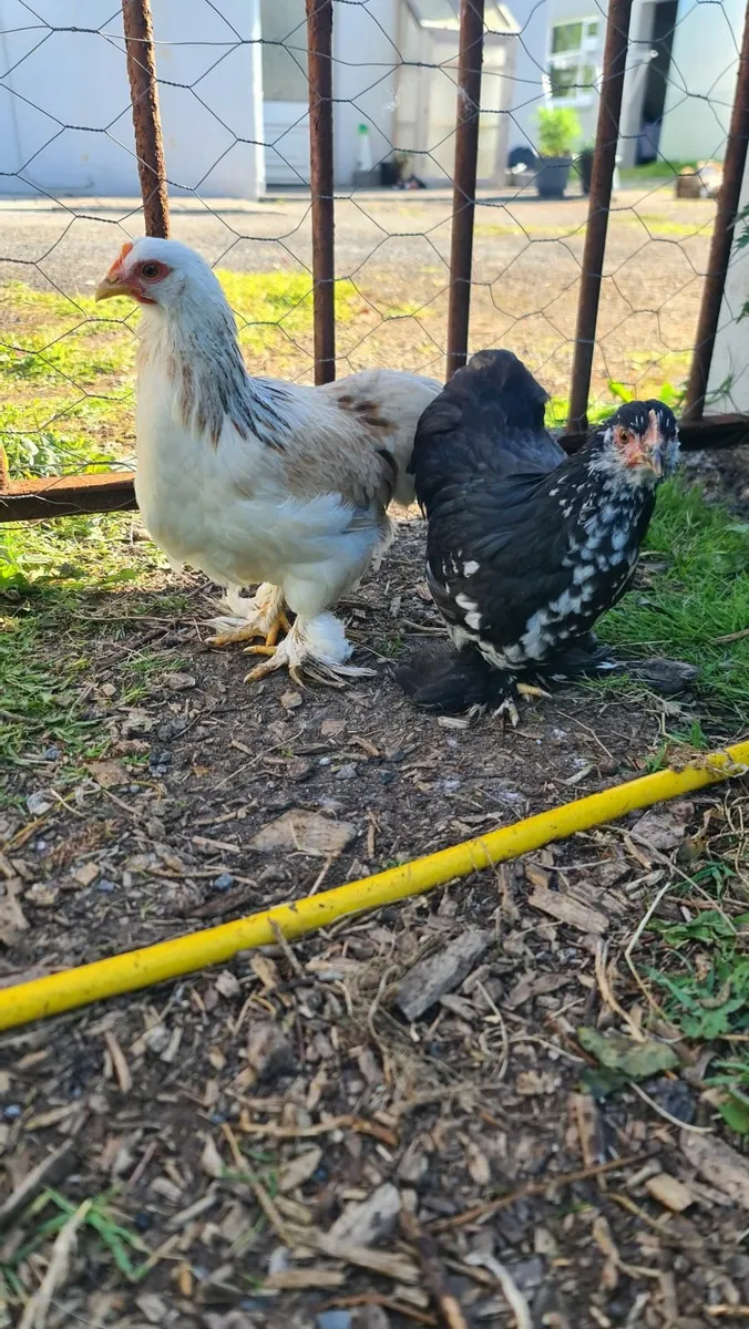 Pekin Bantam Chicks - Image 1
