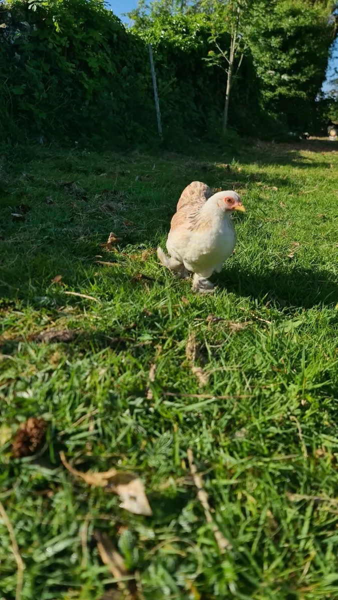 Pekin Bantam Chicks - Image 3