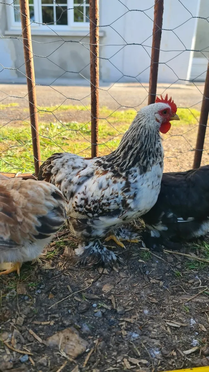 Pekin Bantam Chicks - Image 4