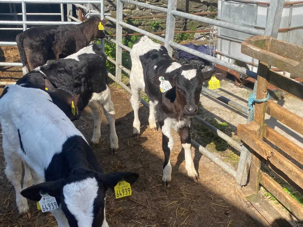 10 stock bull friesian heifer calves - Image 1