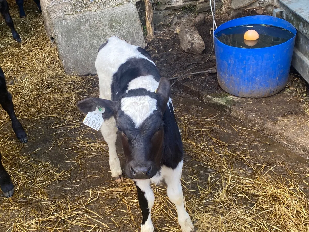 10 stock bull friesian heifer calves - Image 2