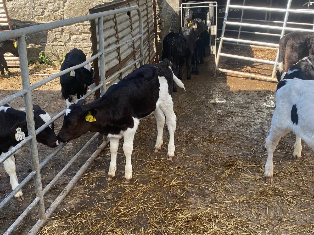 10 stock bull friesian heifer calves - Image 3