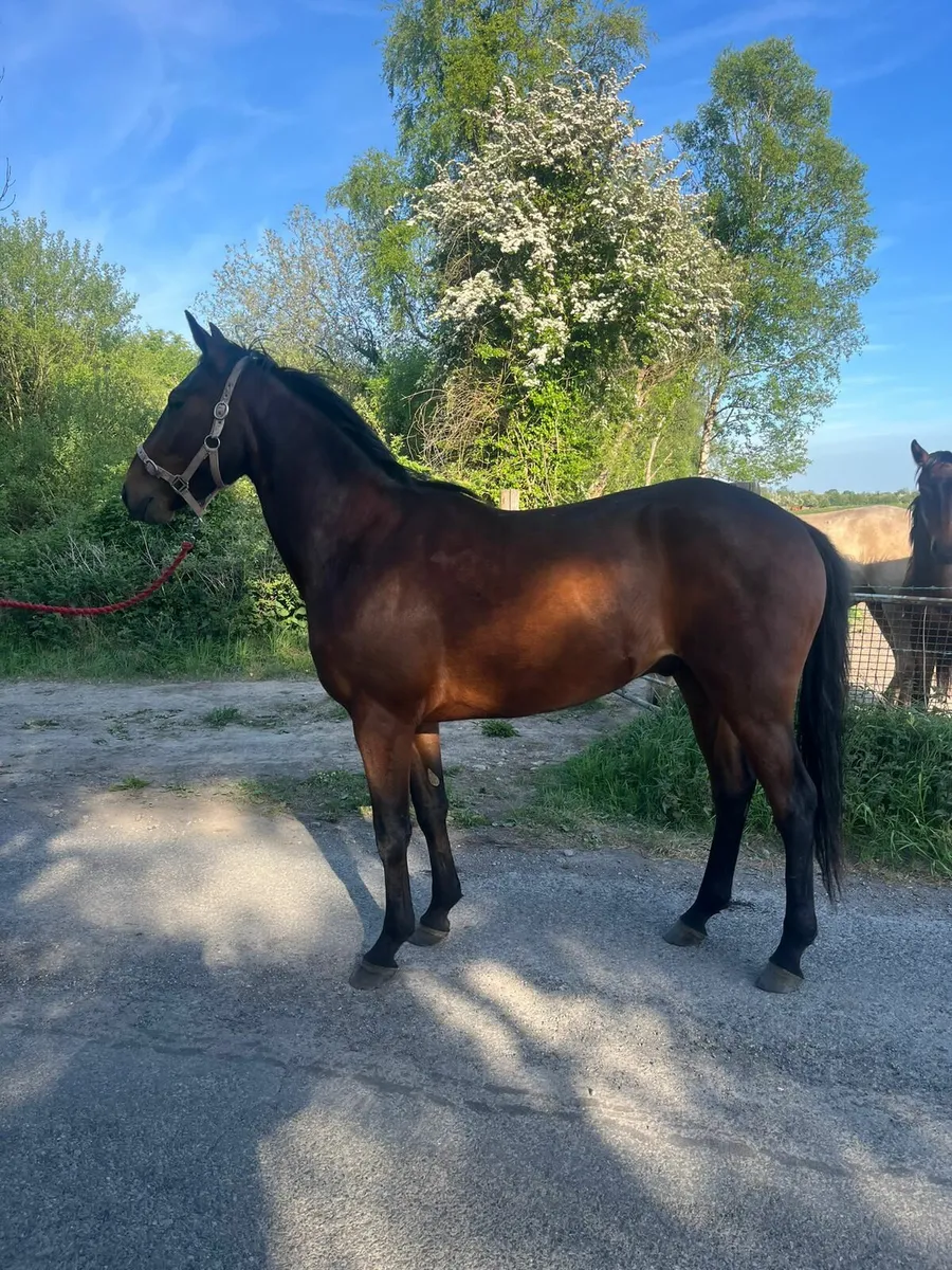 3 year old Gelding - Image 1