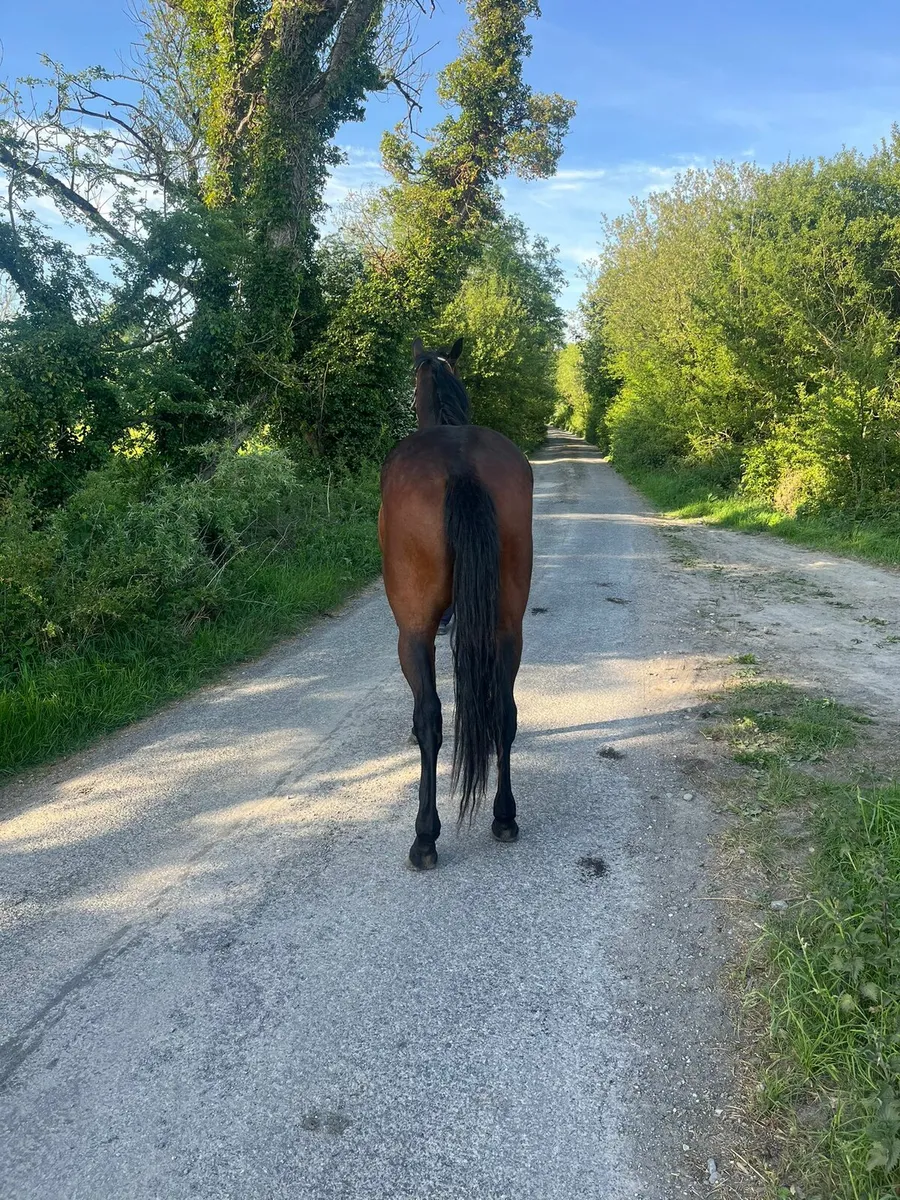 3 year old Gelding - Image 4