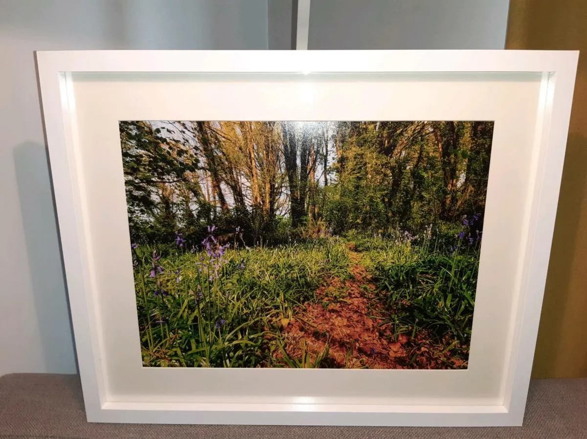 Ballyannan Woods, Midleton - Image 1