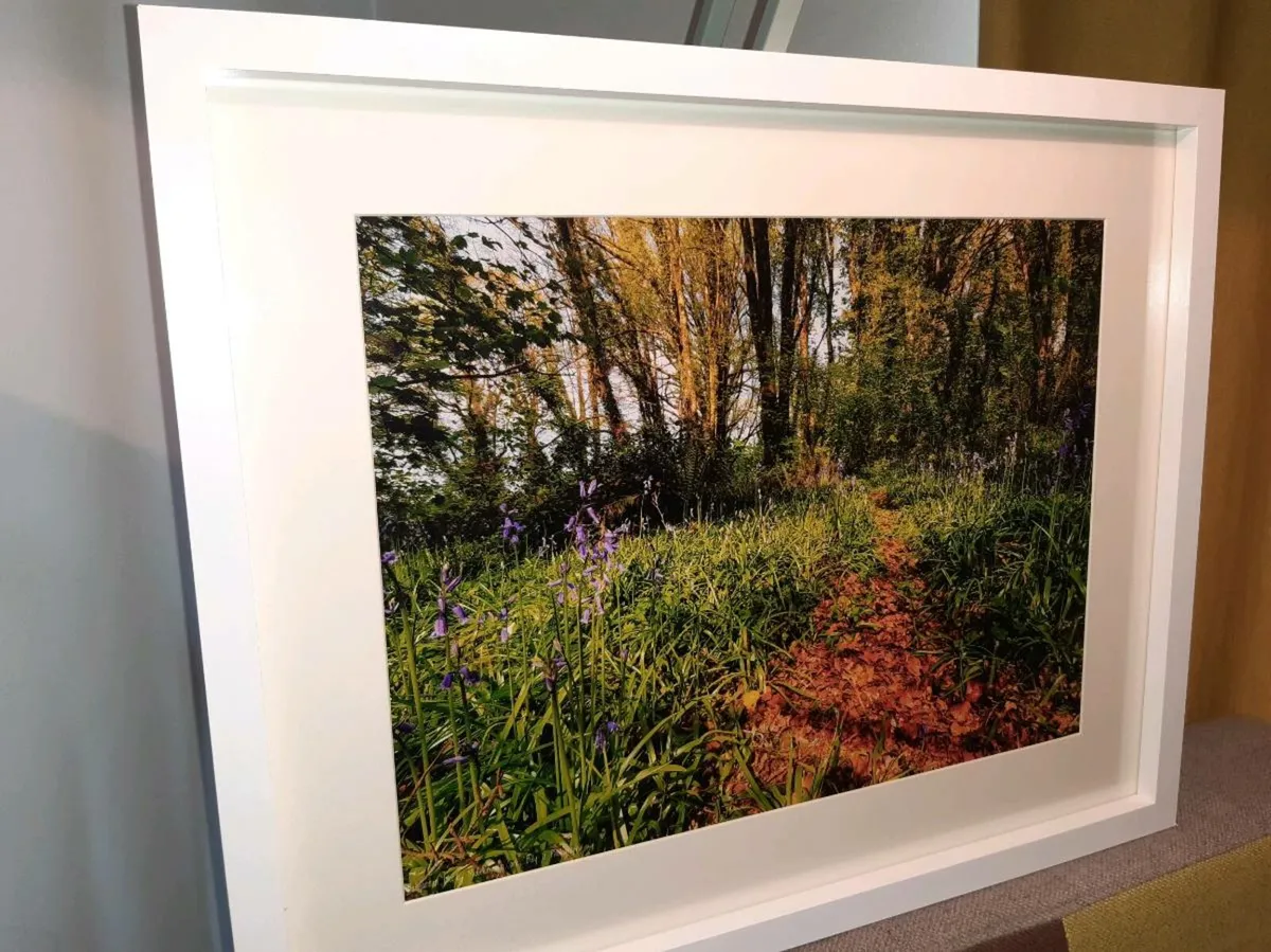 Ballyannan Woods, Midleton - Image 3