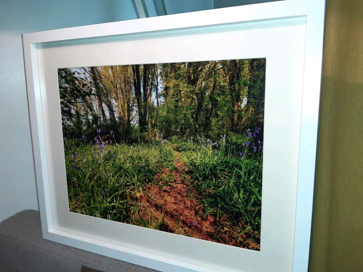 Ballyannan Woods, Midleton - Image 4