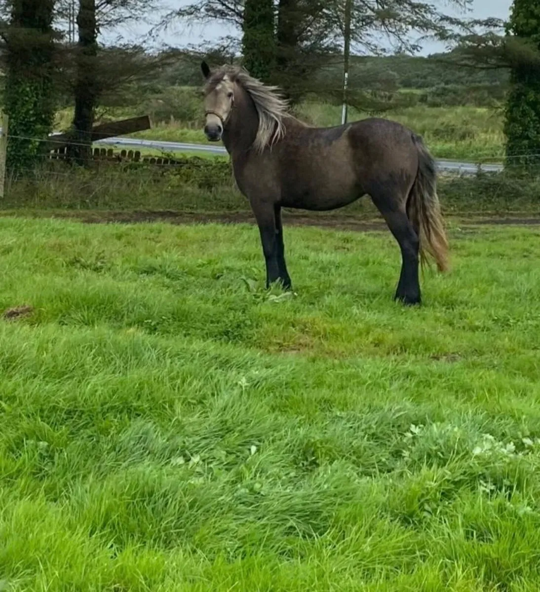 Pony connemara - Image 1