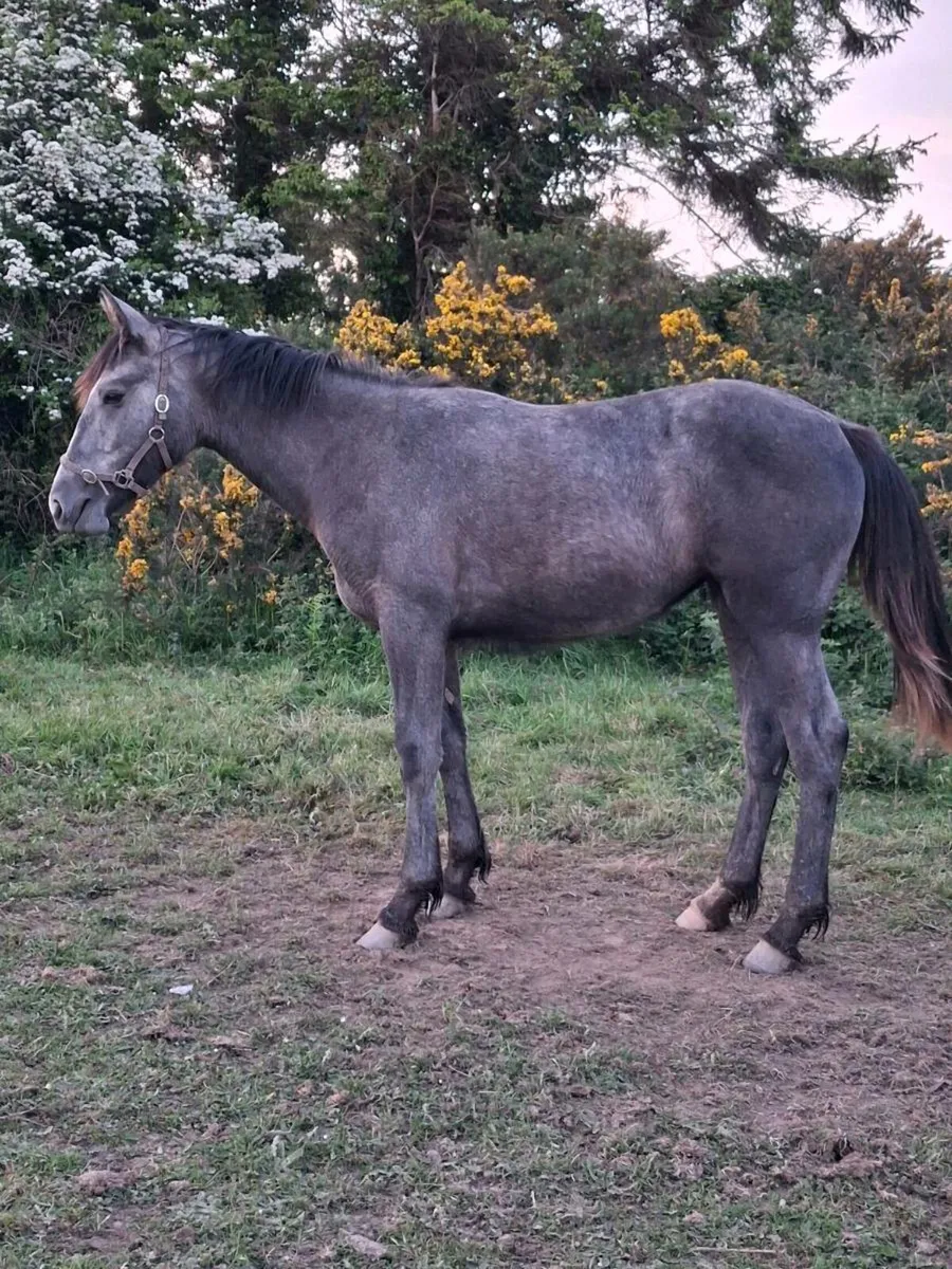 Horse - Image 2