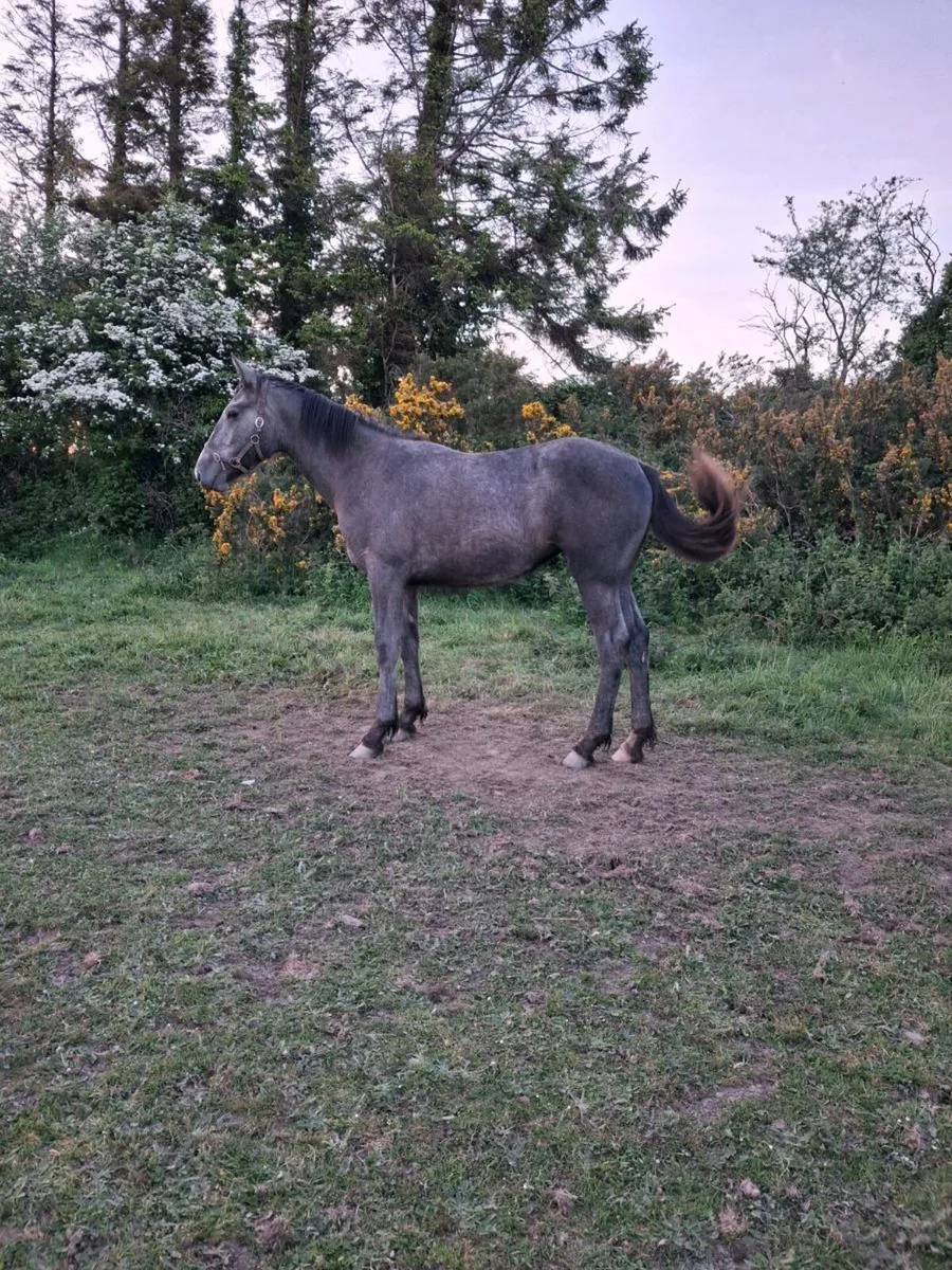 Horse - Image 3