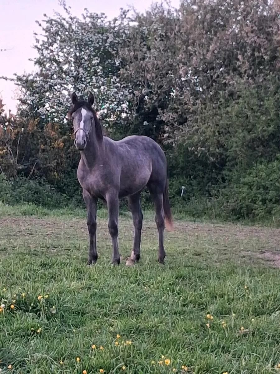 Horse - Image 1