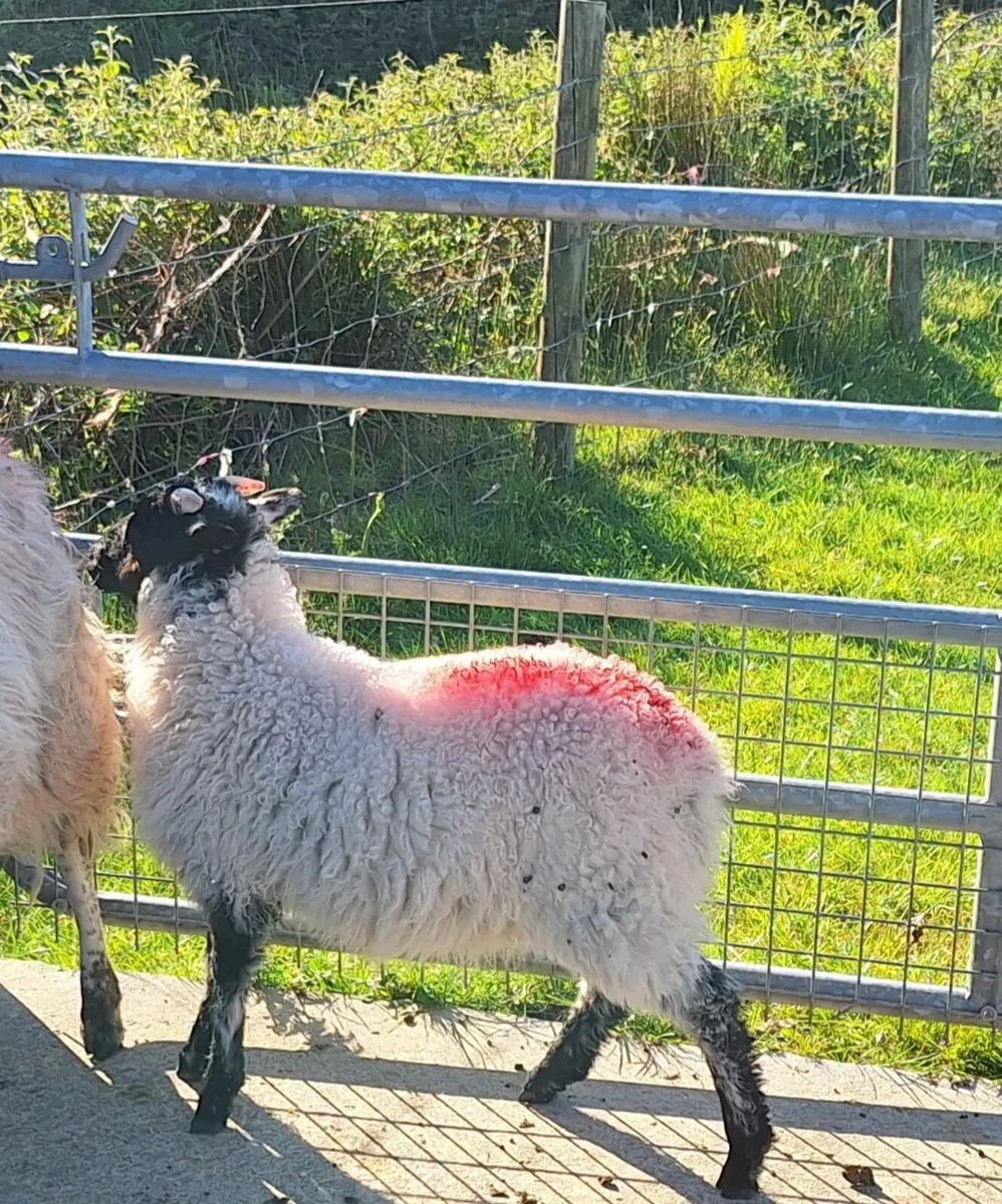 Foster Lambs - Image 2
