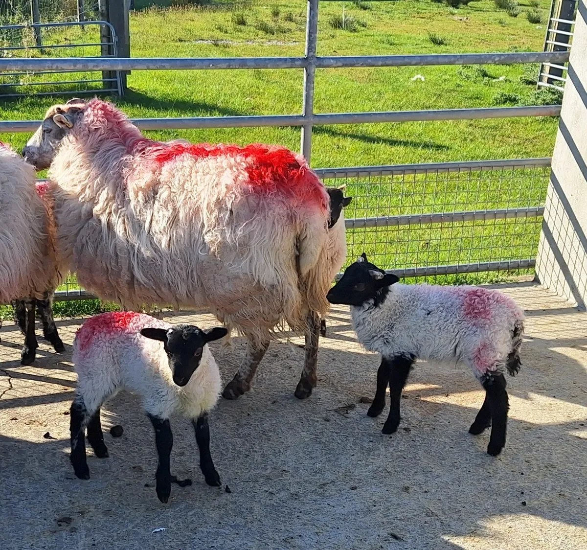 Foster Lambs - Image 3