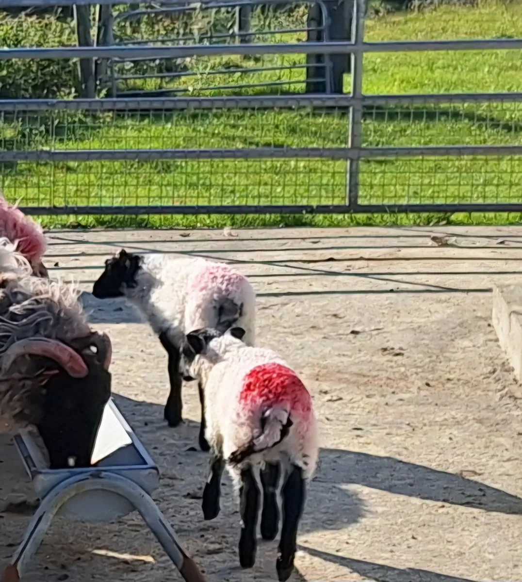 Foster Lambs - Image 4