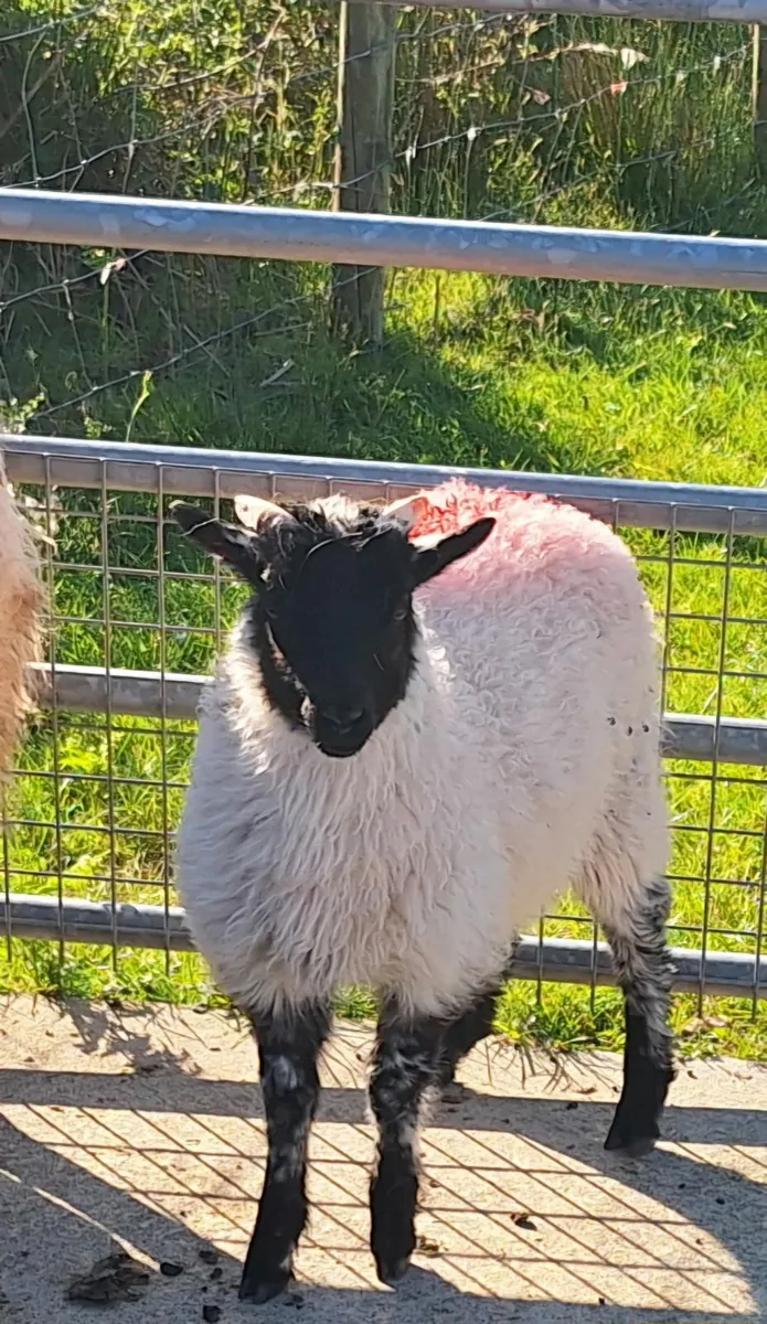 Foster Lambs - Image 1