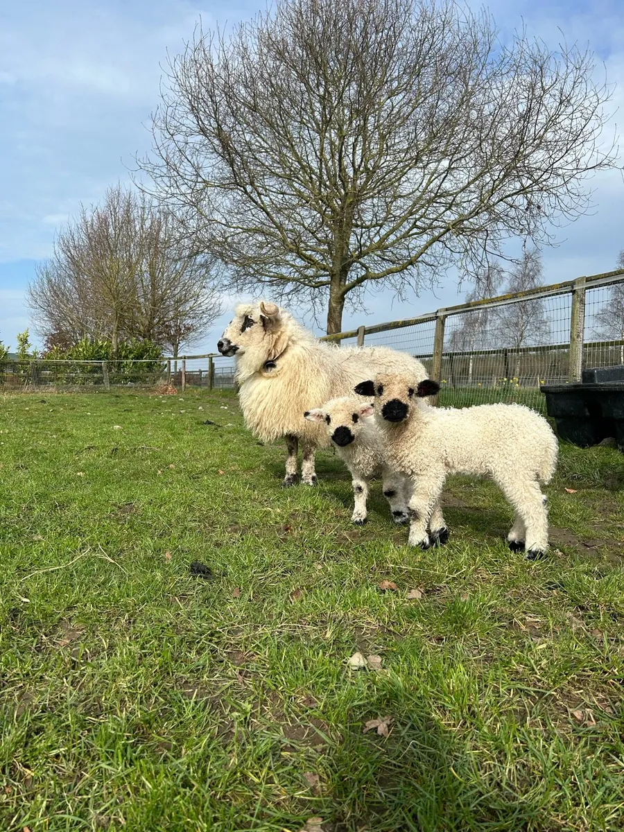 7/8 Valais Ram - Image 1