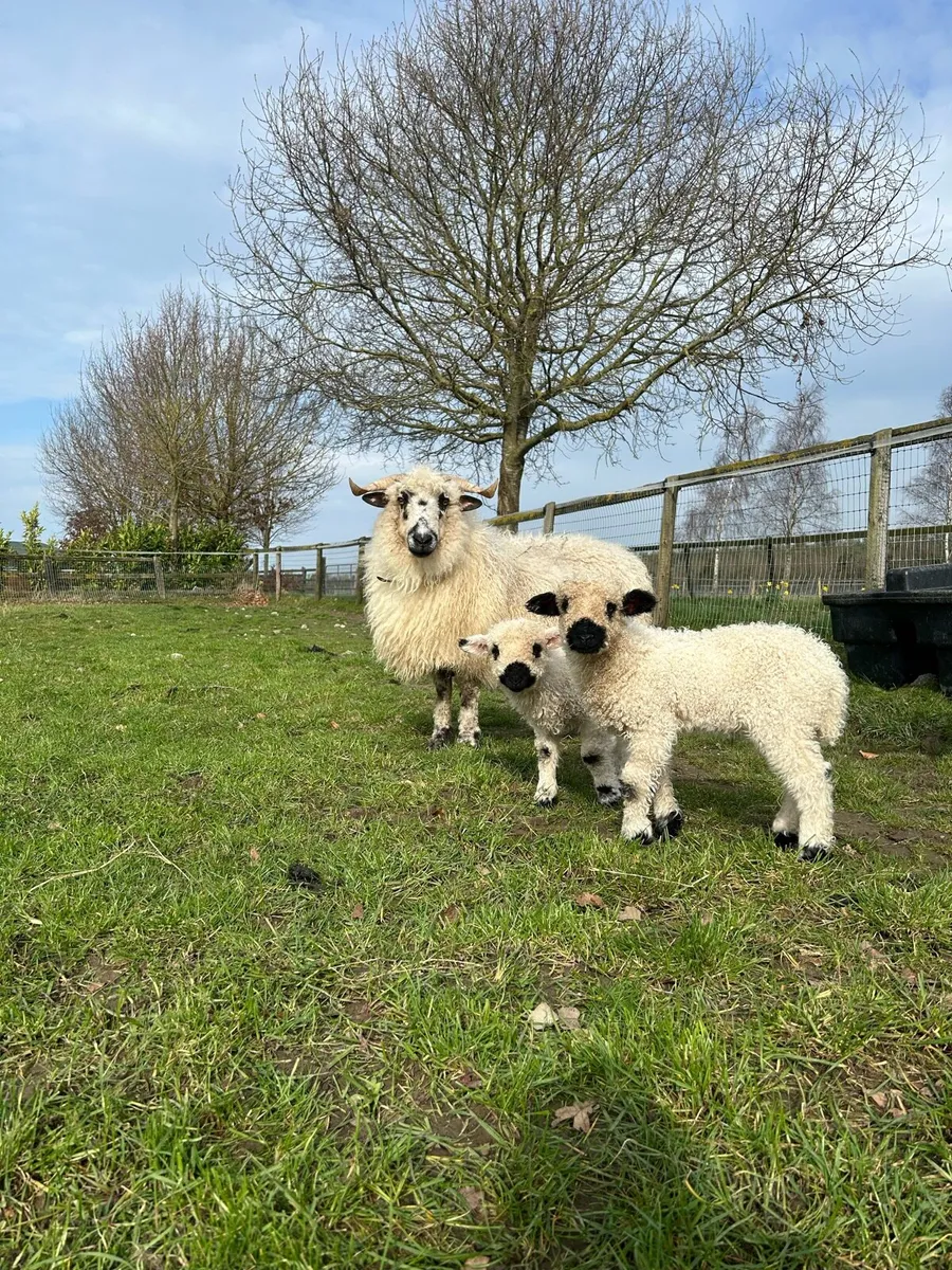 7/8 Valais Ram - Image 3