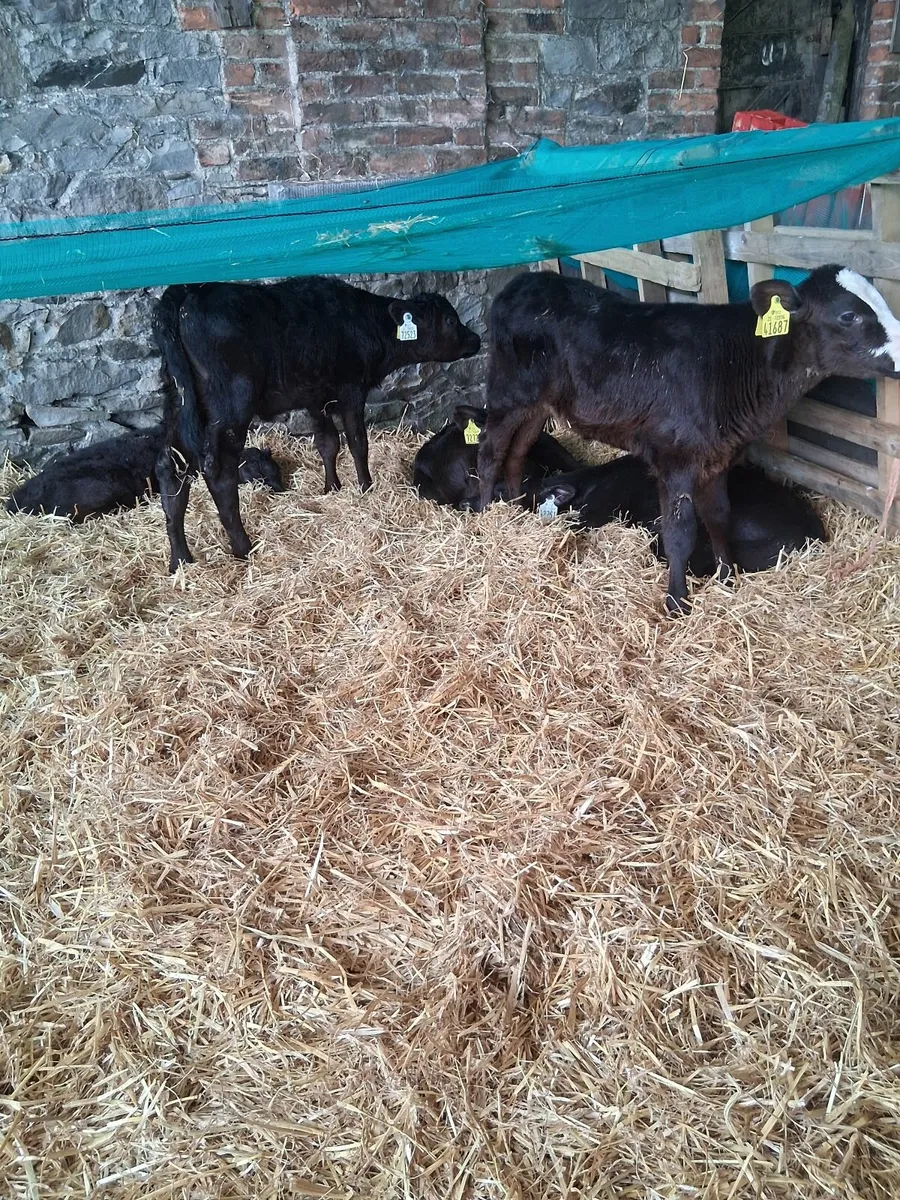 Calves - Image 1