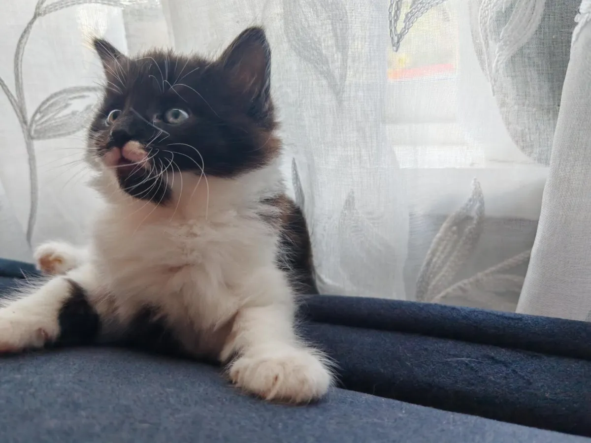 Kitten - Image 1
