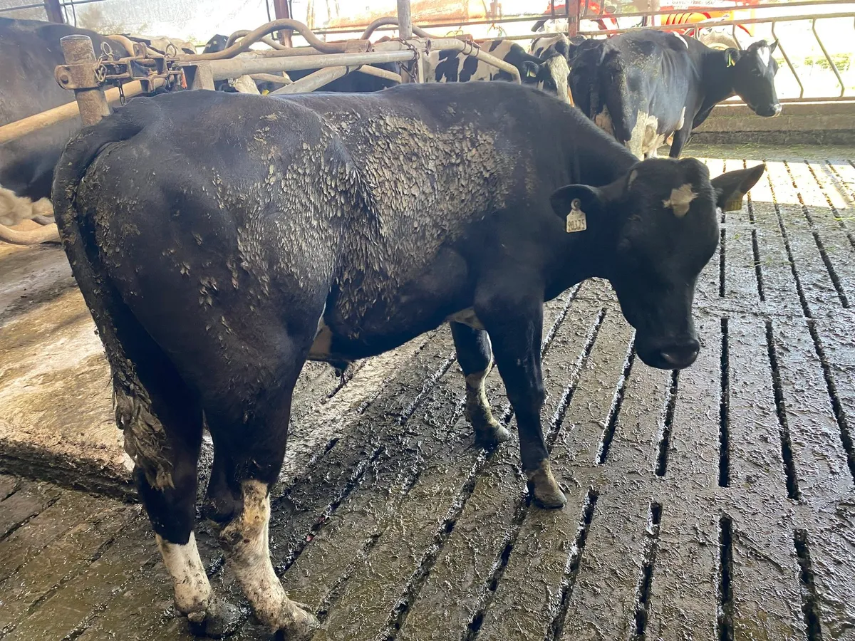 Vasectomised bull - Image 1